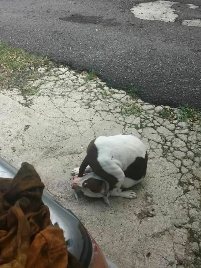 dorky pup biting his tail