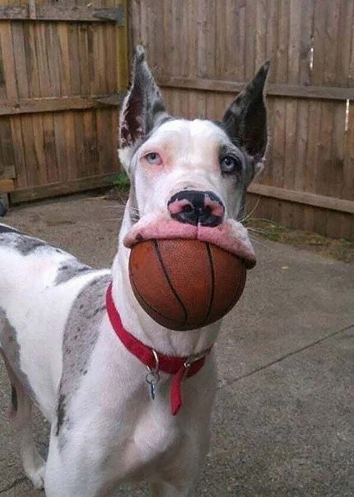 dorky pup carrying ball in its mouth