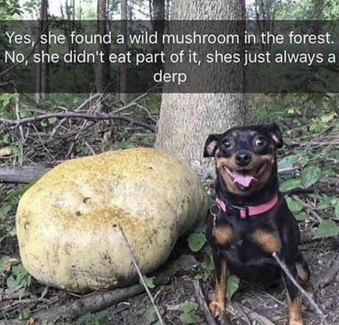 dorky pup found wild mushroom in forest