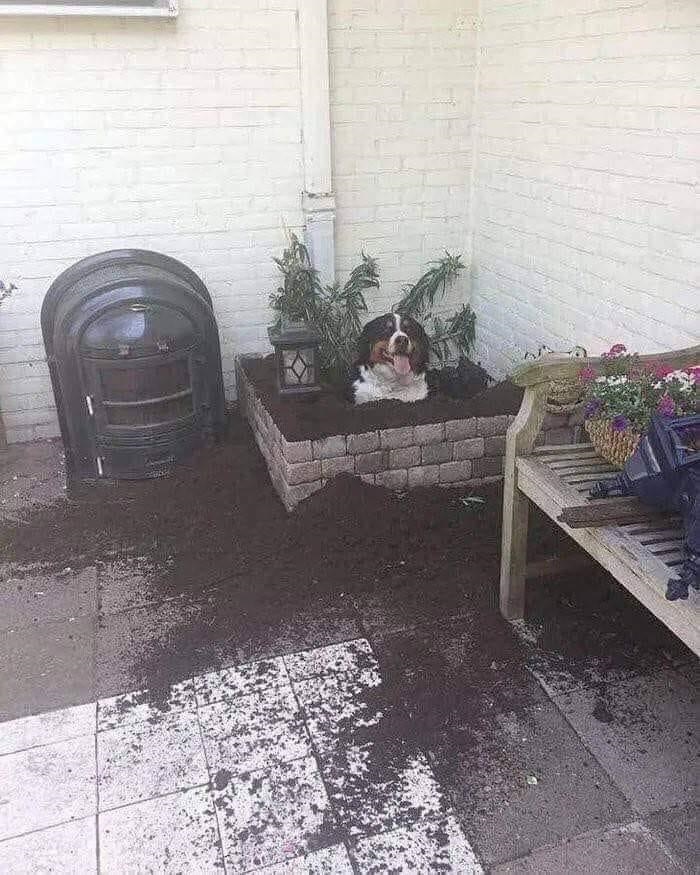 dorky pup inside plant box