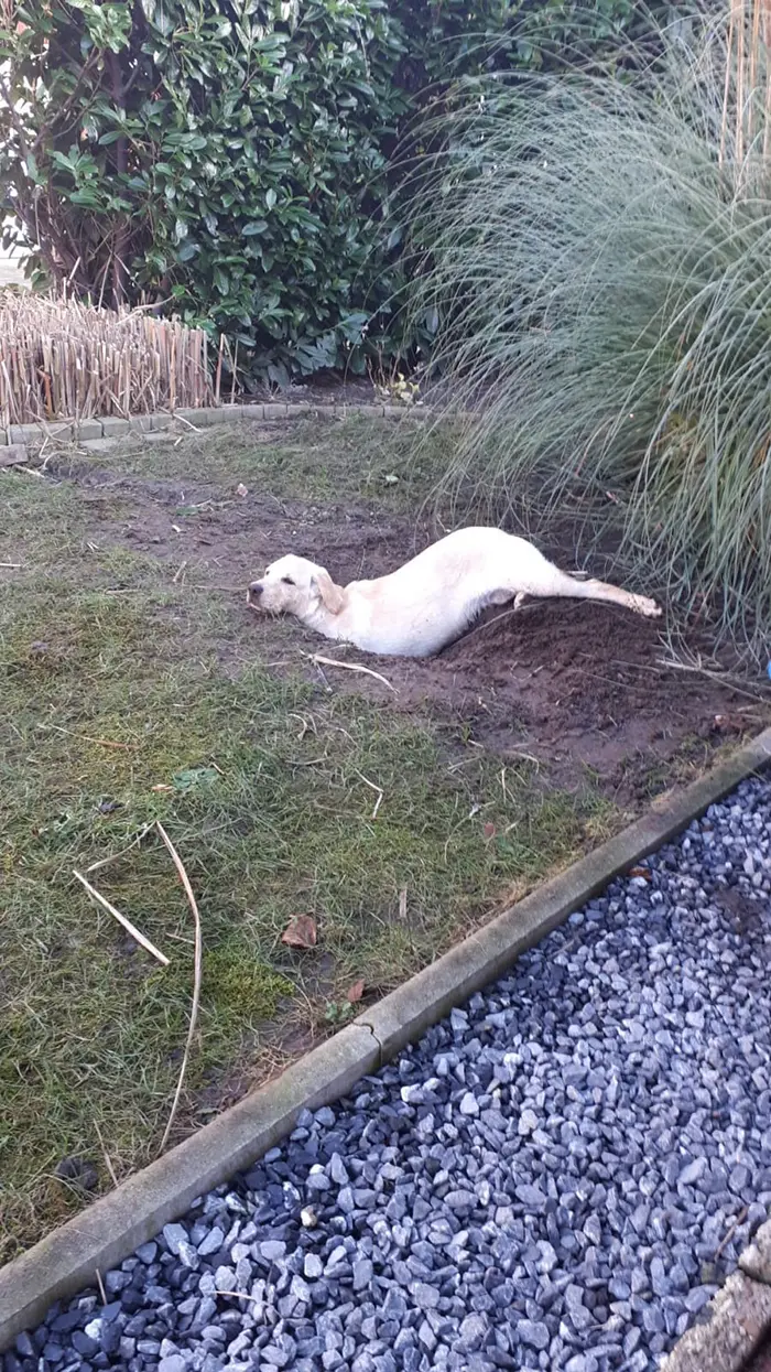 dorky pup lying inside a hole