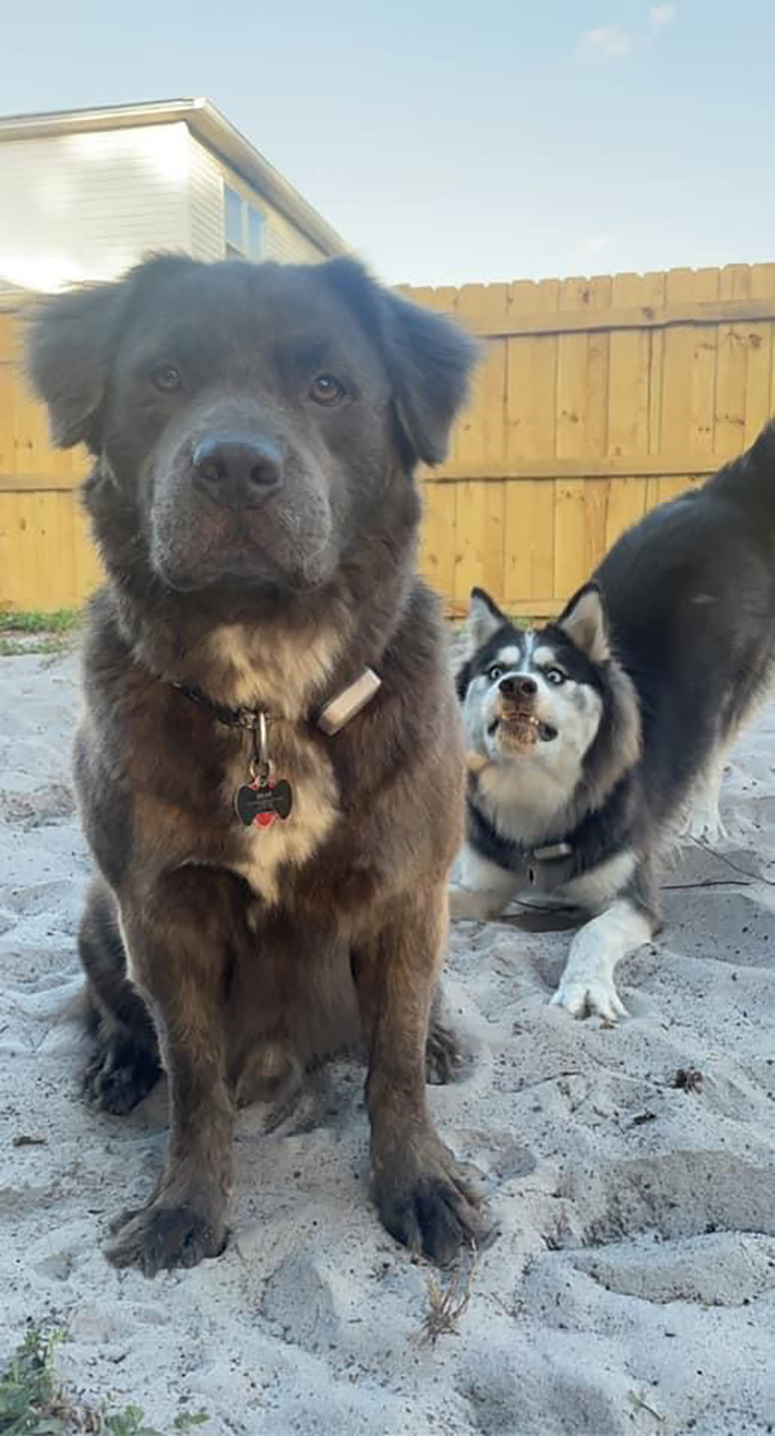 dorky pup photobombing another pup