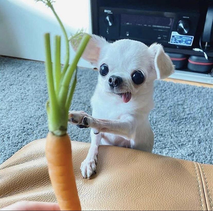 dorky pup reaching out to a carrot