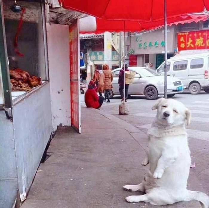 dorky pup sitting in front of food stall