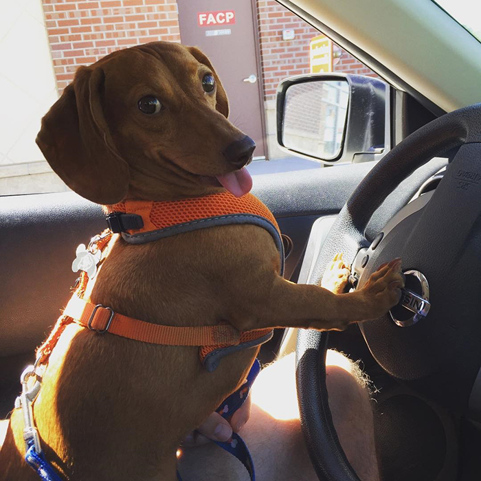 dorky pup sitting on driver's seat