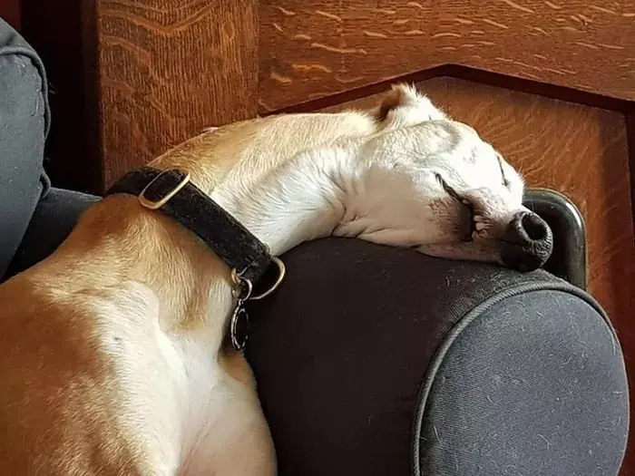dorky pup sleeping on couch