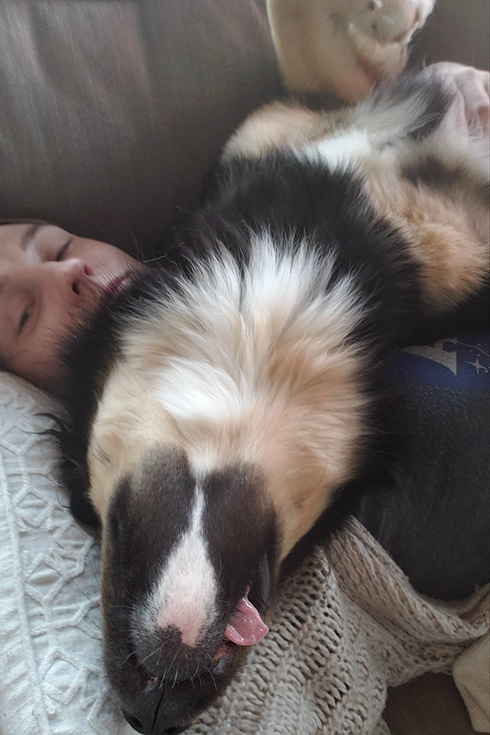 dorky pup sleeping on top of owner on couch