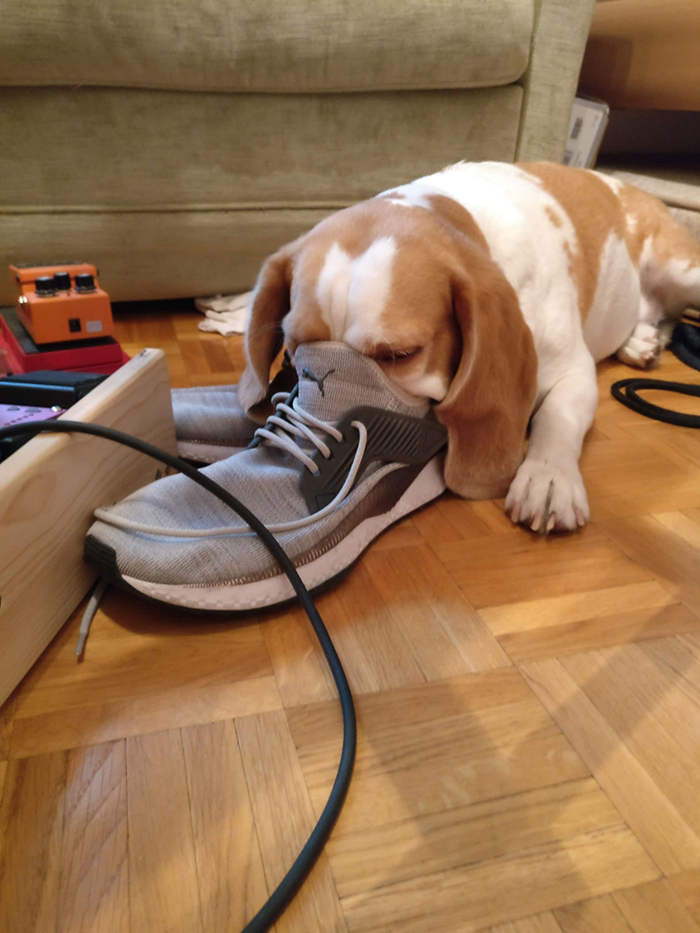 dorky pup sniffing a shoe