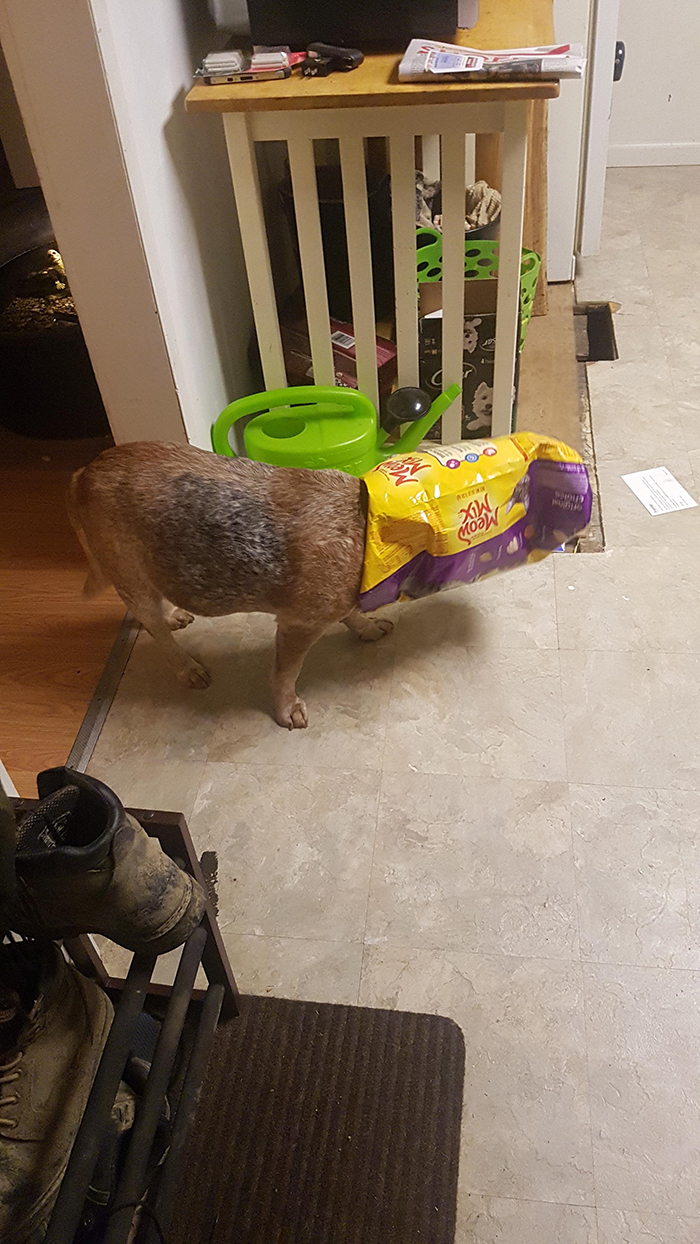 dorky pup with cat food packaging stuck in head