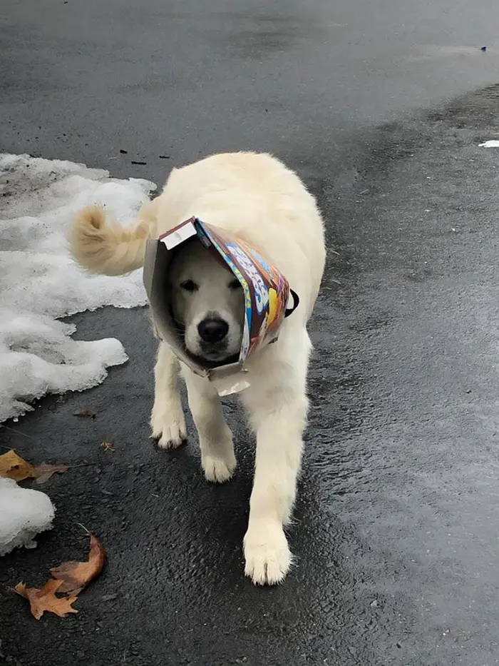 dorky pup with cereal box stuck in head