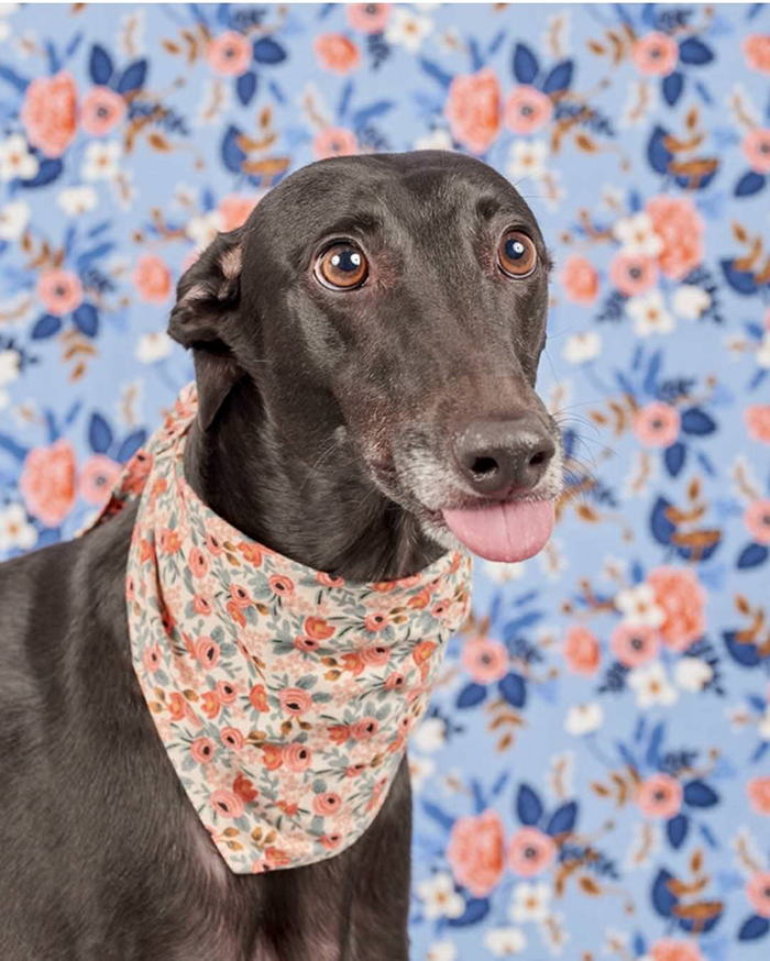 dorky pup with floral scarf