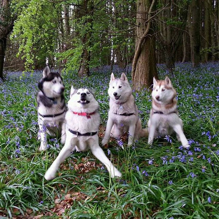 dorky pups photoshoot