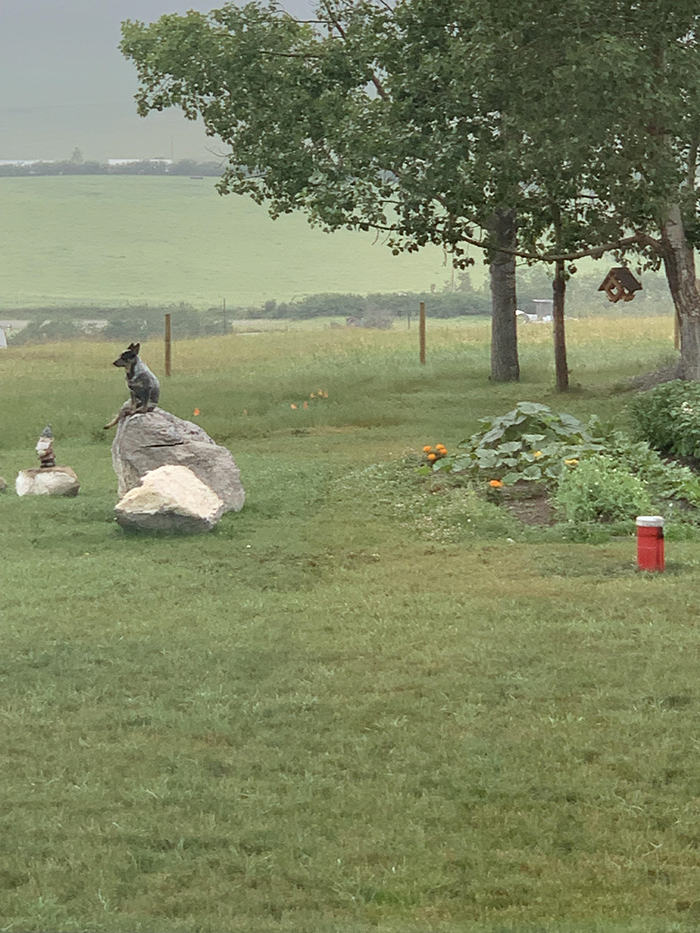 funny australian cattle dog sitting on rock