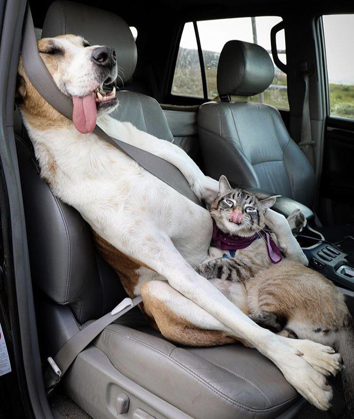 funny dog and cat sticking their tongues out