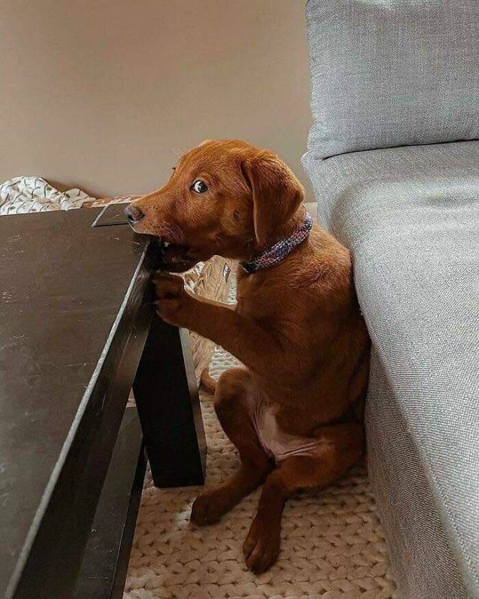 funny dog biting a table