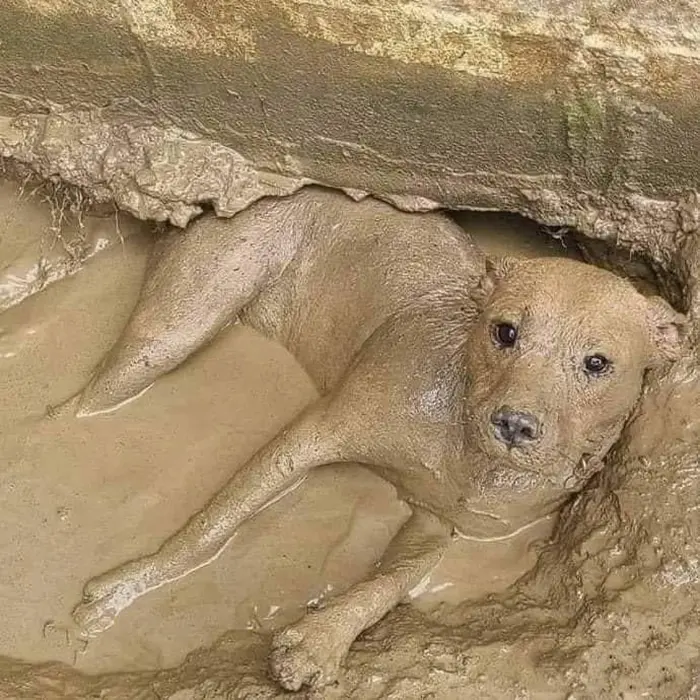 funny dog covered in mud