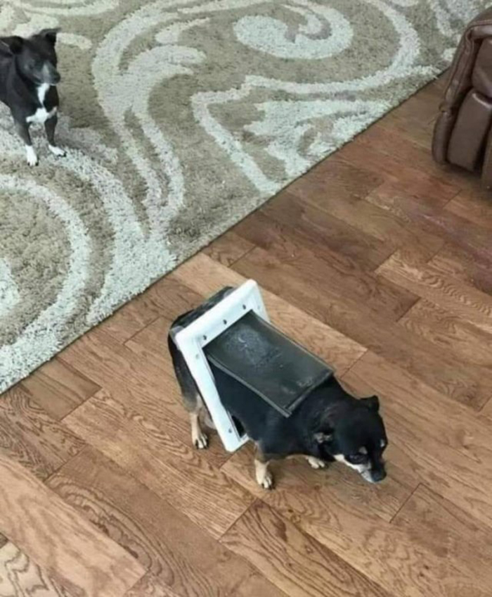 funny dog door stuck in dog's body