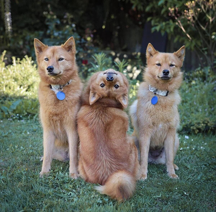 funny dog facing upside down