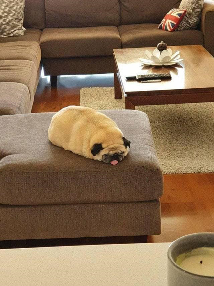 funny dog sleeping on couch