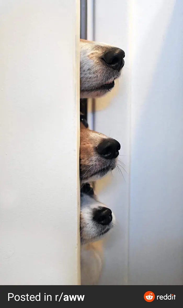 funny dog snouts peeking through door