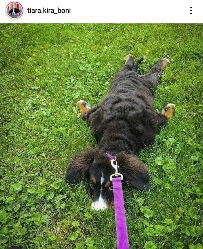 funny dog splooting on grass