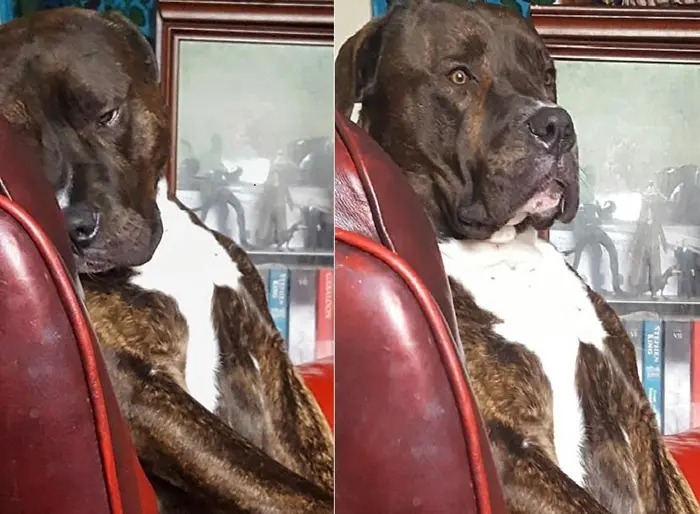funny dog startling himself after farting