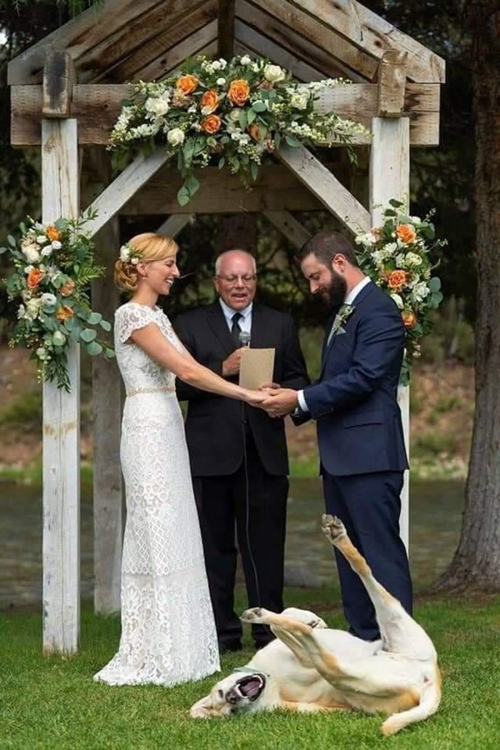 funny dog upstaging bride and groom