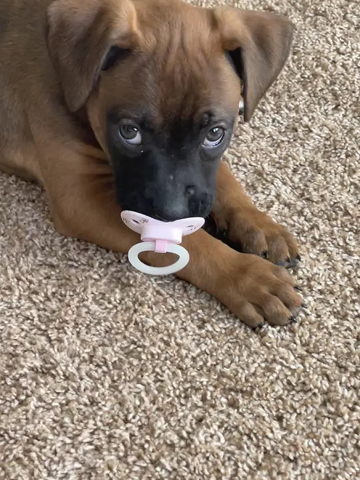 funny dog with pacifier in mouth