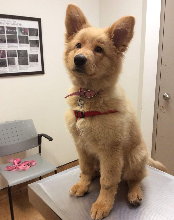 german shepherd golden retriever mix