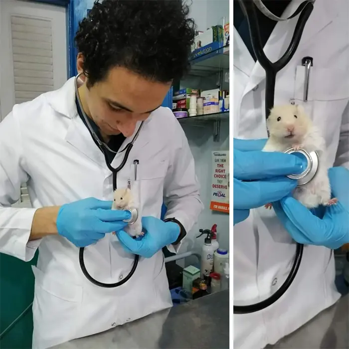 hamster getting a checkup