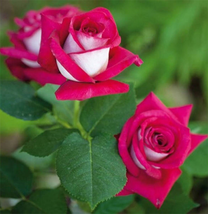 hybrid tea roses red white petals