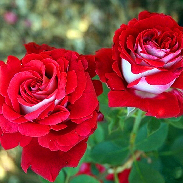 hybrid tea roses two-tone red white petals