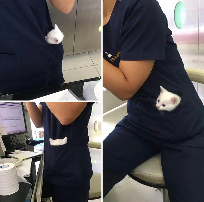 kitty in vet pocket