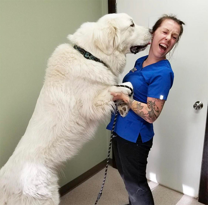 large dog kisses vet