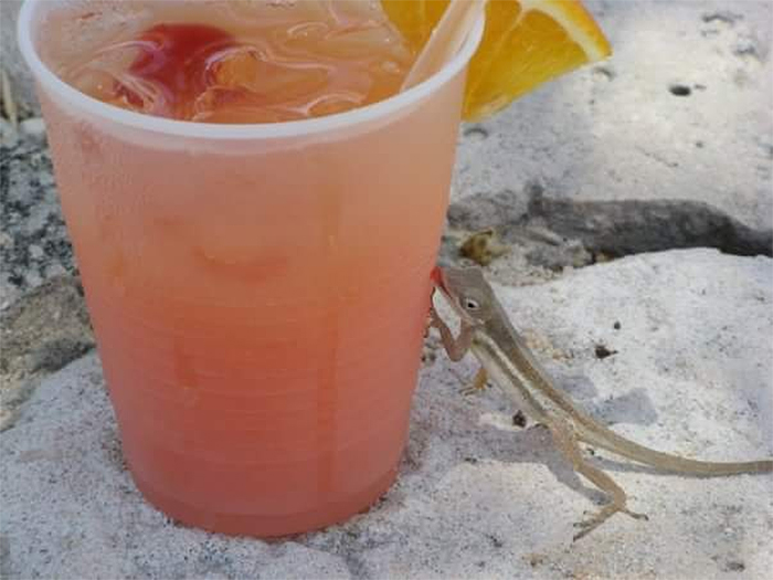 lizard licking condensation off cold drink