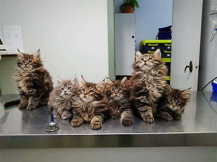 maine coons waiting for vet check