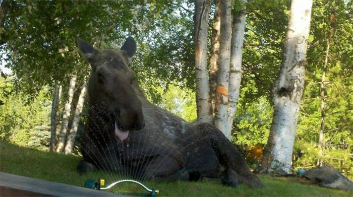 moose drinking form sprinklers