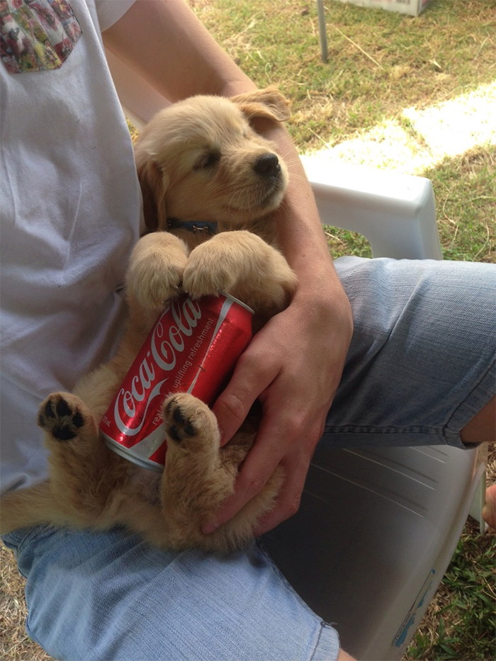 pup cooling down with ice cold can on belly