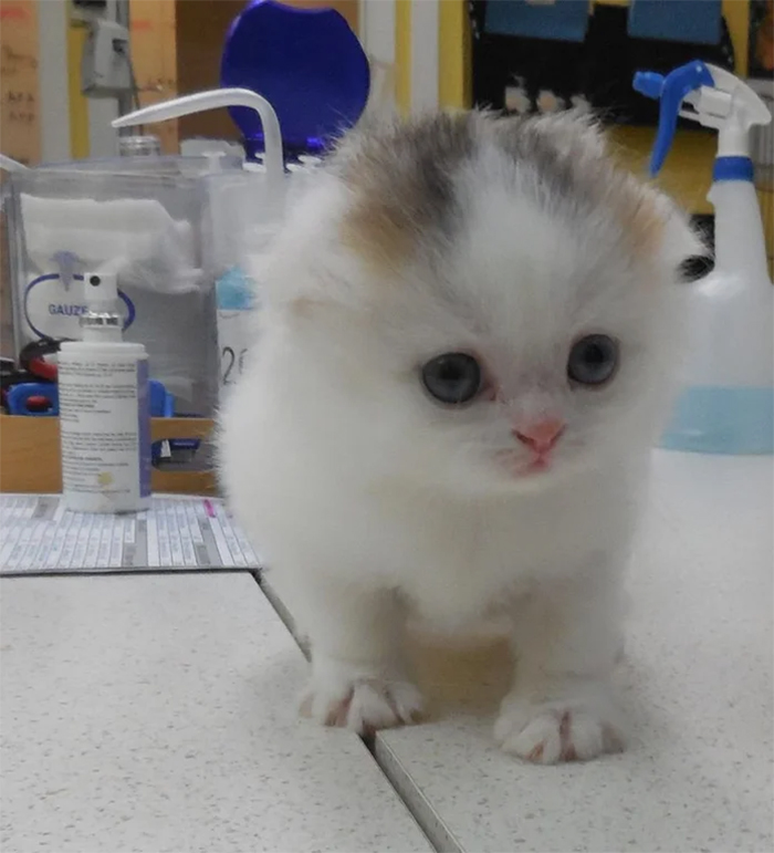rare male calico cat at the vet