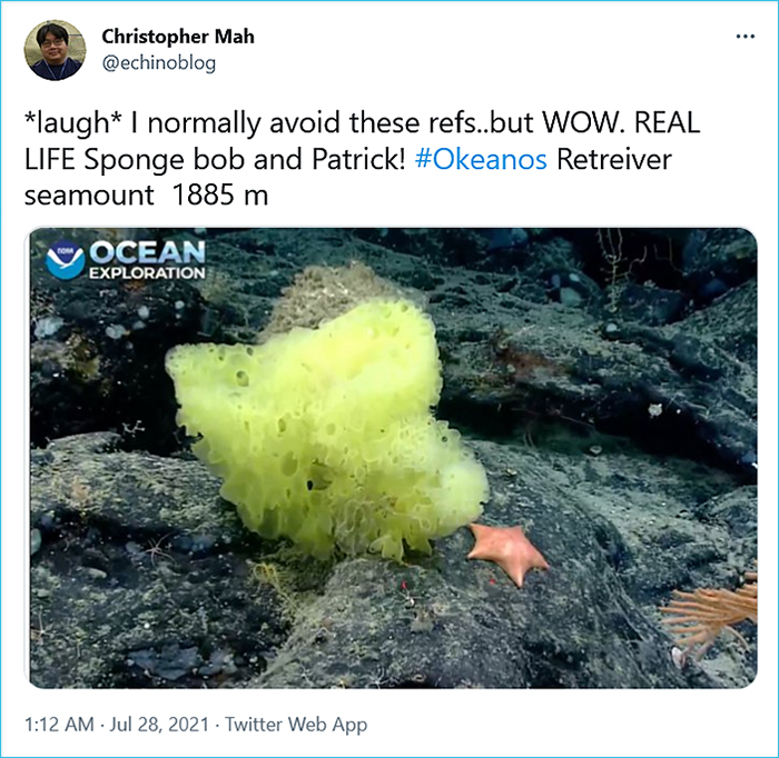 real-life spongebob and patrick