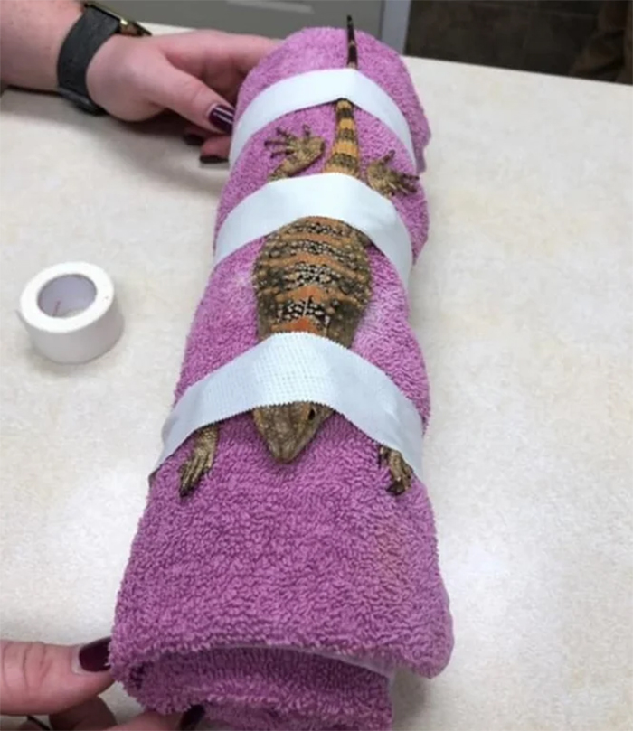 restrained lizard undergoes x-ray