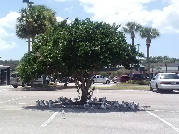 seagulls taking shade under a tree