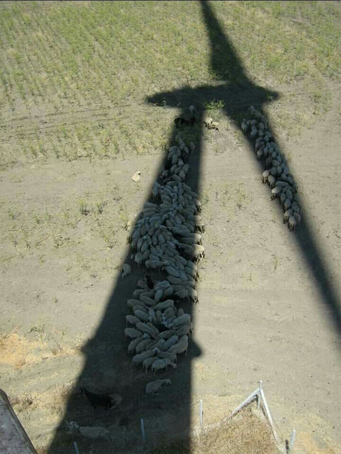 sheep take a shade wind turbine shadow