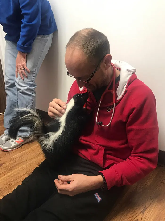 skunk at the vet
