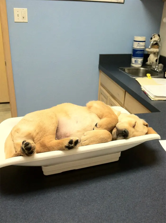 sleeping dog at the vet