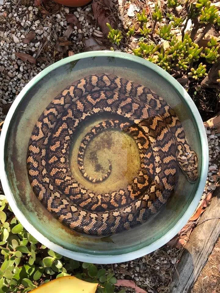 snake in bird bath hot day