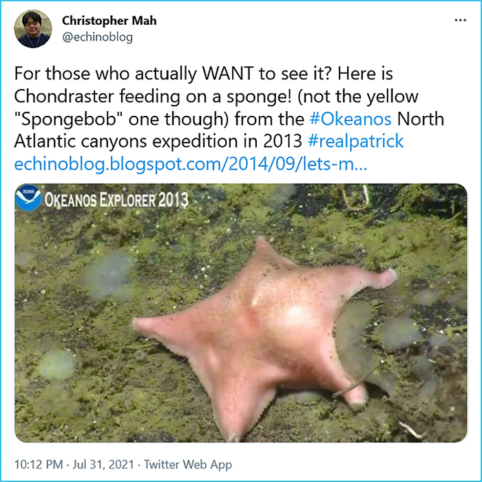 starfish feeding on sea sponge