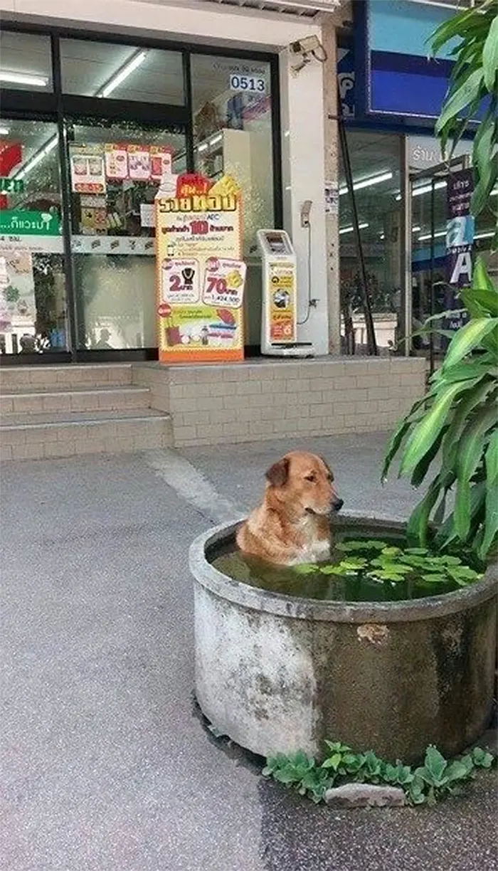 summer heatwaves chilling dog