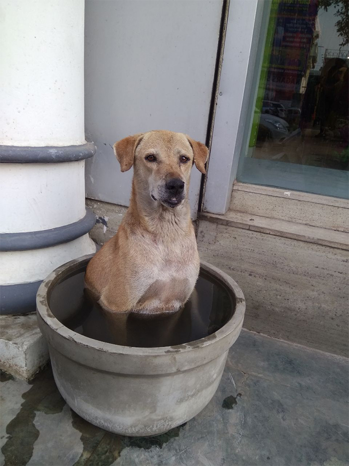 summer heatwaves dog chilling