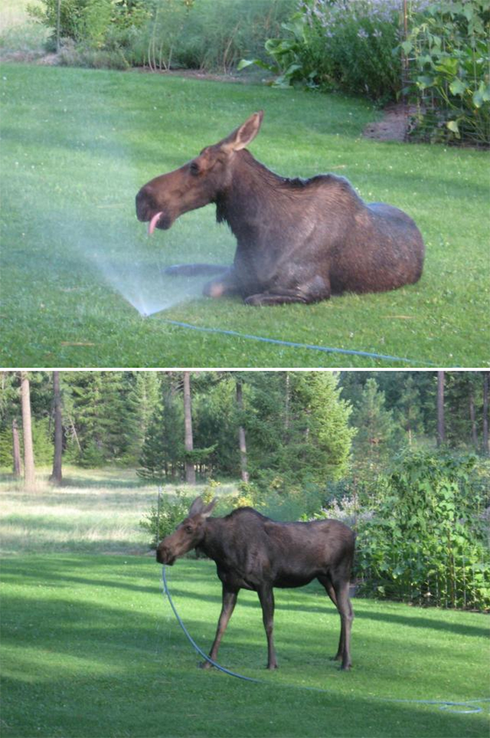 summer heatwaves moose loves sprinkler